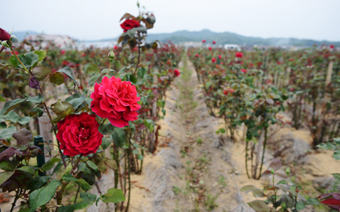 島根県大田市に位置する奥出雲薔薇園の畑。自然に恵まれており、奥に写っている山を越えると海が広がっているのだそう。さまざまな神話が息づく地で育まれたバラと聞くと、なんだか御利益すらいただけそうです。